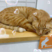 ヒメ日記 2026/01/29 15:05 投稿 白石 熟女待機所 厚木店