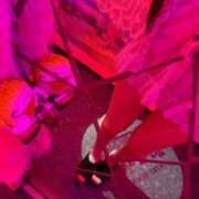 ヒメ日記 2026/09/25 18:25 投稿 りりか VIVID CREW Pink Party Paradise
