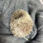 ヒメ日記 2026/04/04 20:29 投稿 かすみ 新宿プチドール