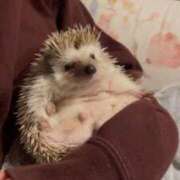 ヒメ日記 2026/04/09 00:16 投稿 かすみ 新宿プチドール