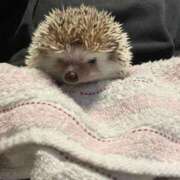 ヒメ日記 2026/04/21 23:44 投稿 かすみ 新宿プチドール