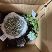 ジャスミン お疲れ様です ギャルズネットワーク大阪