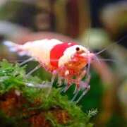 ヒメ日記 2026/04/04 10:03 投稿 ジャスミン ギャルズネットワーク大阪