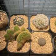 ヒメ日記 2026/04/23 11:04 投稿 ジャスミン ギャルズネットワーク大阪