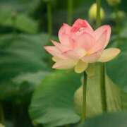 ヒメ日記 2026/01/18 14:15 投稿 かほ おいしい奥様