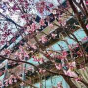 ヒメ日記 2026/04/01 10:27 投稿 古手川あみる ローテンブルク