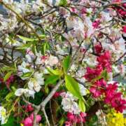 ヒメ日記 2026/04/10 09:06 投稿 古手川あみる ローテンブルク