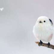 ヒメ日記 2026/01/31 16:45 投稿 こはる Queen Angel(クイーンエンジェル)