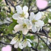 ヒメ日記 2026/03/31 07:01 投稿 ねね 池袋ぱんぷきん（シンデレラグループ）