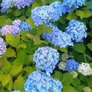 ヒメ日記 2026/05/25 18:33 投稿 いおり メルビス＆アトリアーナ