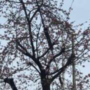 ヒメ日記 2026/03/02 14:01 投稿 小嶺 麗奈 熟女・人妻マダム宮殿