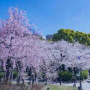 ヒメ日記 2026/04/02 12:29 投稿 小嶺 麗奈 熟女・人妻マダム宮殿
