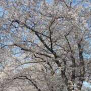 ヒメ日記 2026/04/04 16:29 投稿 小嶺 麗奈 熟女・人妻マダム宮殿