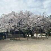 ヒメ日記 2026/01/13 14:53 投稿 あやか CLUB DEEP 博多