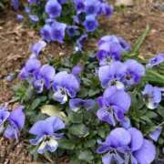 ヒメ日記 2026/03/17 02:43 投稿 いずみ 府中ダービー