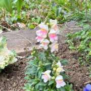 ヒメ日記 2026/03/21 14:53 投稿 いずみ 府中ダービー