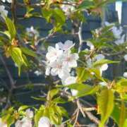 ヒメ日記 2026/03/30 15:28 投稿 いずみ 府中ダービー