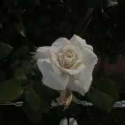 ヒメ日記 2026/01/25 11:07 投稿 しずく アート姫