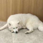 ヒメ日記 2026/01/03 16:01 投稿 和花-NODOKA- luxury aroma 咲