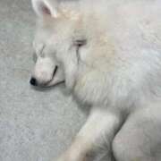 ヒメ日記 2026/01/16 20:45 投稿 和花-NODOKA- luxury aroma 咲