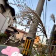 ヒメ日記 2026/01/19 00:00 投稿 和花-NODOKA- luxury aroma 咲