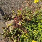 ヒメ日記 2026/02/17 16:41 投稿 るな プレミアム(福原)