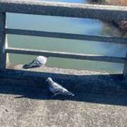 ゆひな はとさんに転んだの見られた😭 土浦ハッピーマットパラダイス