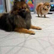 おと 明日20時~出勤💭 プリコレ（PRINCESS COLLECTION）