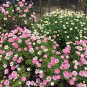 ヒメ日記 2026/01/04 05:51 投稿 沙織-さおり 熟女10000円デリヘル 川崎