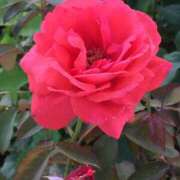 ヒメ日記 2026/01/04 05:27 投稿 沙織-さおり 熟女10000円デリヘル横浜