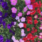 ヒメ日記 2026/01/08 03:50 投稿 沙織-さおり 熟女10000円デリヘル横浜