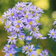 ヒメ日記 2026/06/09 14:15 投稿 花澤シオン KAGUYA（かぐや）