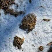 ヒメ日記 2026/01/11 14:44 投稿 入谷みすず デリス新宿