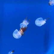 ヒメ日記 2025/12/30 20:06 投稿 この 女の子がセルフで撮影する店！！成田デリヘル『生パネル』伝説