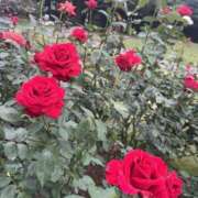 ヒメ日記 2025/12/29 14:21 投稿 りん 女の子がセルフで撮影する店！！成田デリヘル『生パネル』伝説