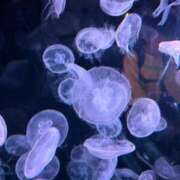 ヒメ日記 2026/03/09 18:02 投稿 あい マネLOVE