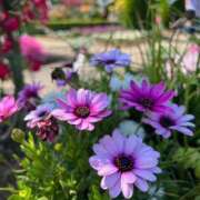 ヒメ日記 2026/01/19 12:12 投稿 から 東京デザインリング錦糸町店