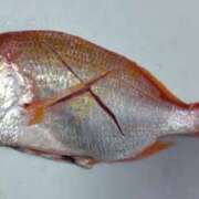 高島 あけみ 【さばいてごめんね】 30代40代50代と遊ぶなら博多人妻専科24時