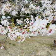 ヒメ日記 2026/03/30 19:10 投稿 はる 佐賀人妻デリヘル 「デリ夫人」