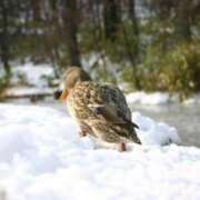 ヒメ日記 2025/12/31 13:42 投稿 ふぶき sakura