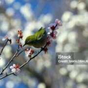 ヒメ日記 2026/01/20 17:42 投稿 ふぶき sakura