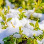 ヒメ日記 2026/01/24 15:42 投稿 ふぶき sakura