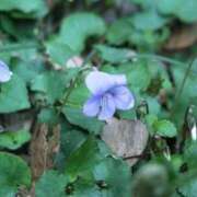 ふぶき 今日はすこし暑いですね sakura