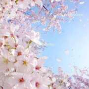 ヒメ日記 2026/03/29 16:21 投稿 ふぶき sakura