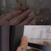 ヒメ日記 2026/03/22 22:08 投稿 ひより ぐっどがーる浜松店