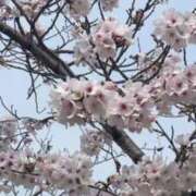 ヒメ日記 2026/04/01 13:37 投稿 南なな ゴシップガール～淑女不倫～