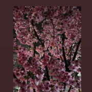 ヒメ日記 2026/03/24 06:26 投稿 もあな ハピネス東京 吉原店