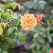 ヒメ日記 2026/01/07 05:00 投稿 れいか 横浜人妻ヒットパレード（シンデレラグループ）