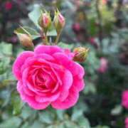 ヒメ日記 2026/01/07 06:00 投稿 れいか 横浜人妻ヒットパレード（シンデレラグループ）