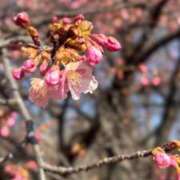 ヒメ日記 2026/03/06 06:59 投稿 れいか 横浜人妻ヒットパレード（シンデレラグループ）